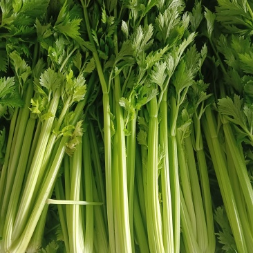 精品西芹