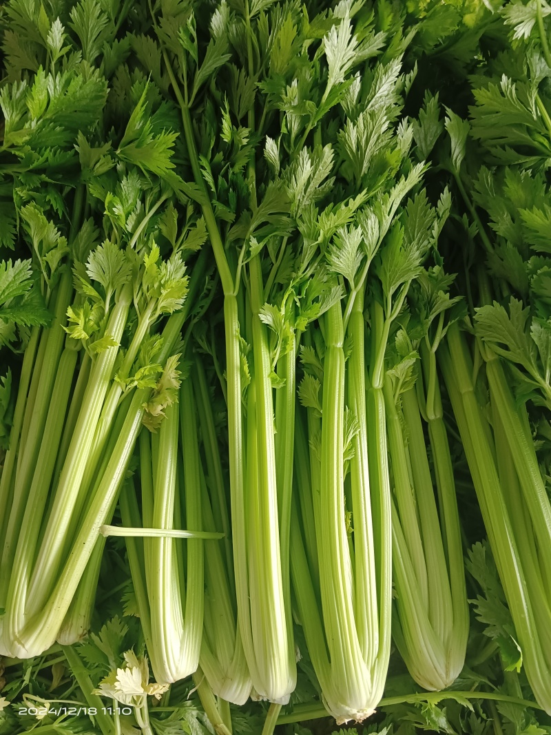 精品西芹