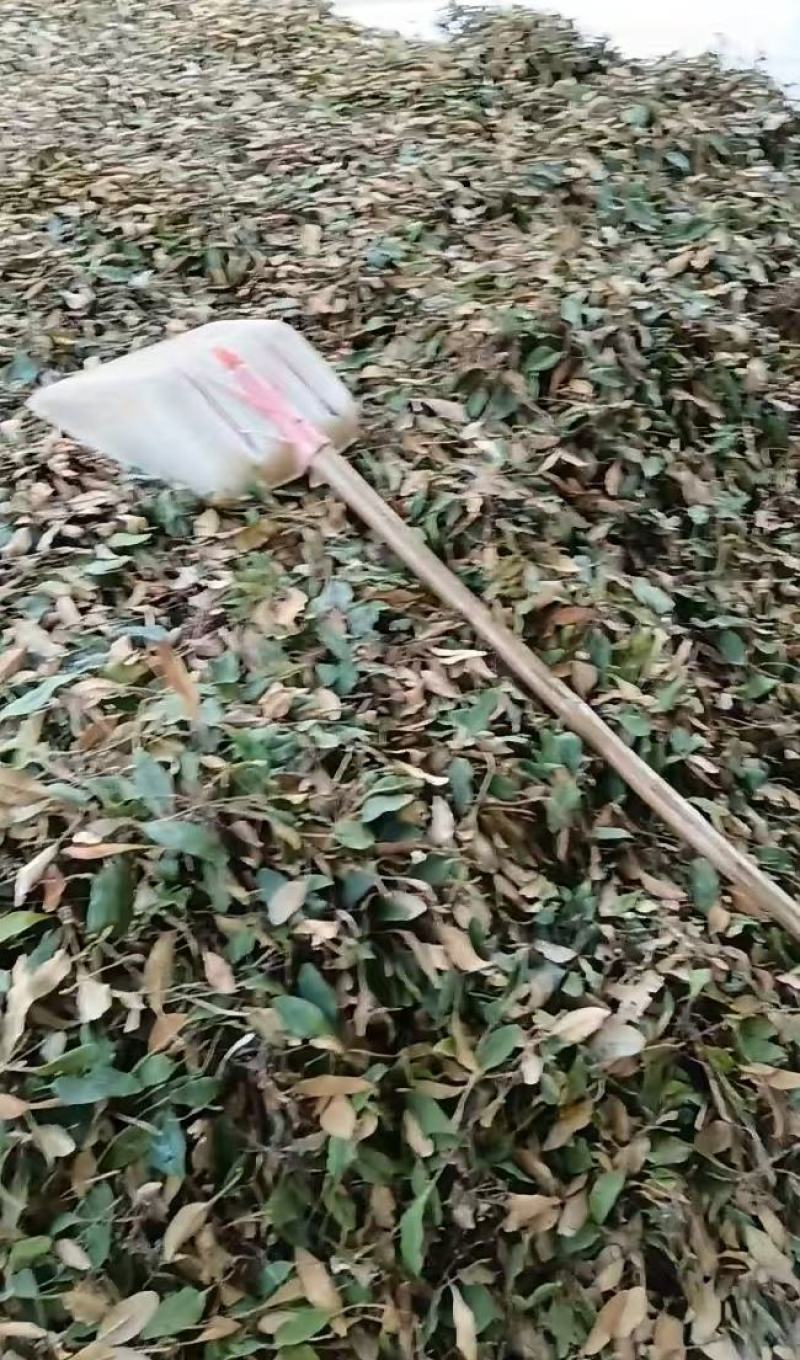 纯野生中草药石韦淫羊藿猪苓茯苓大量供应