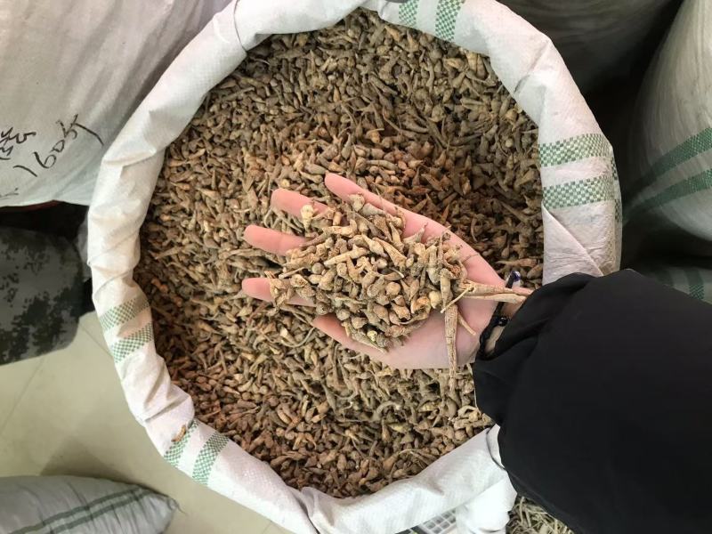 优质三七根规格多样现货速发一手货源质量保证