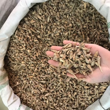 优质三七根规格多样现货速发一手货源质量保证