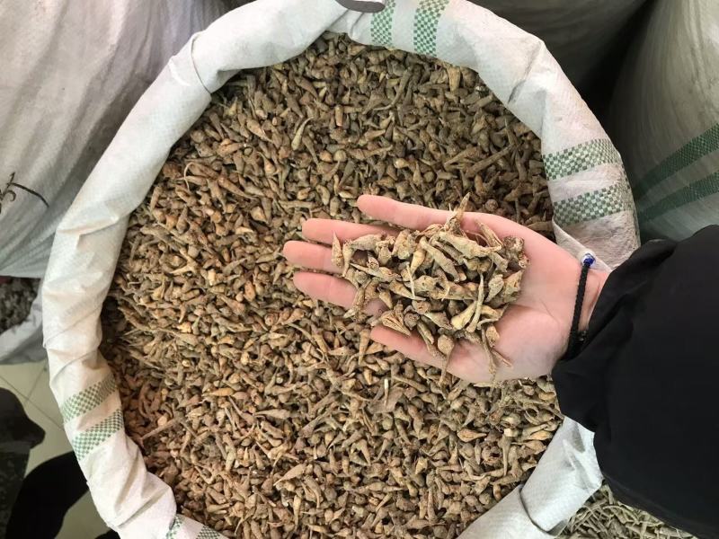 优质三七根规格多样现货速发一手货源质量保证
