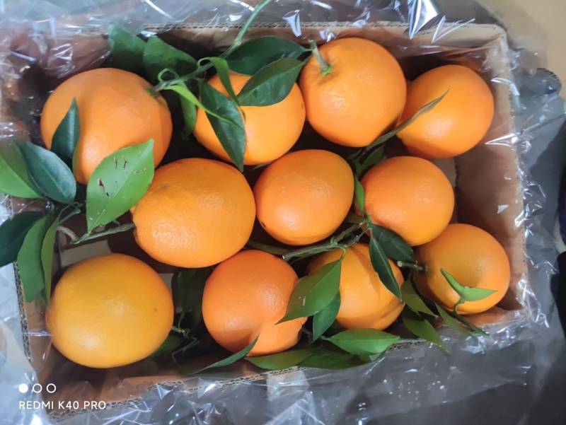 【推荐】精品橙子九月红脐橙产地直发量大价优欢迎致电