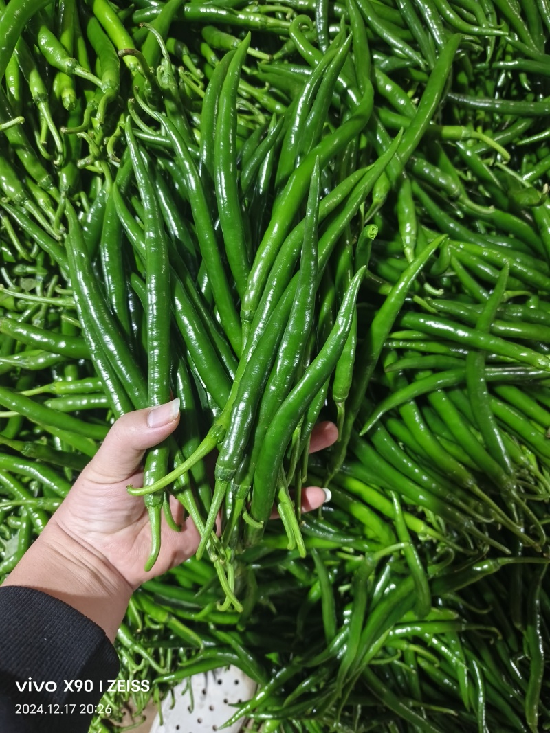 河南新苗线椒大量上市中品种有3-4-7-8号线椒