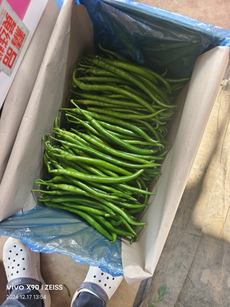 河南新苗线椒大量上市中品种有3-4-7-8号线椒