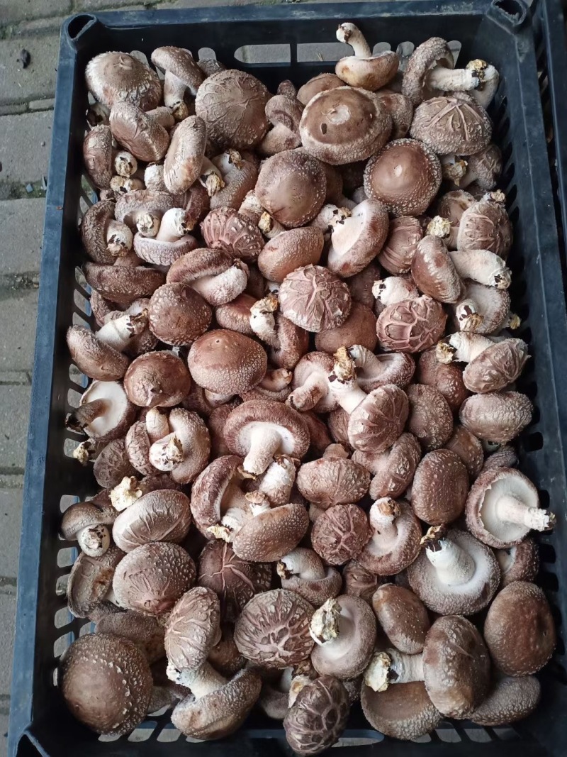 新鲜银耳