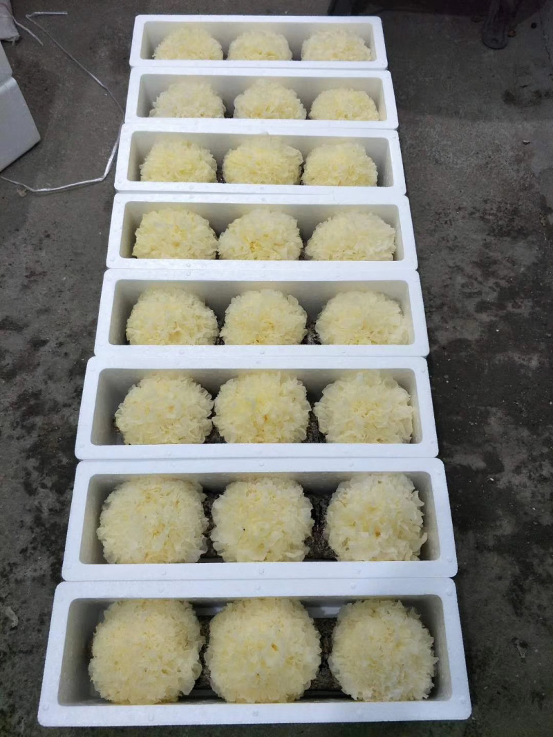 新鲜银耳