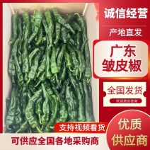 广东皱皮椒大量上市，全国供应，一手货源