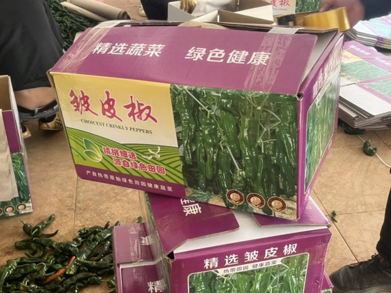 广东皱皮椒大量上市，全国供应，一手货源