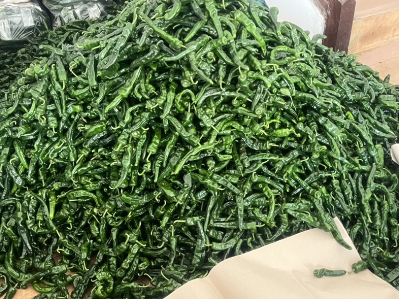广东皱皮椒大量上市，全国供应，一手货源