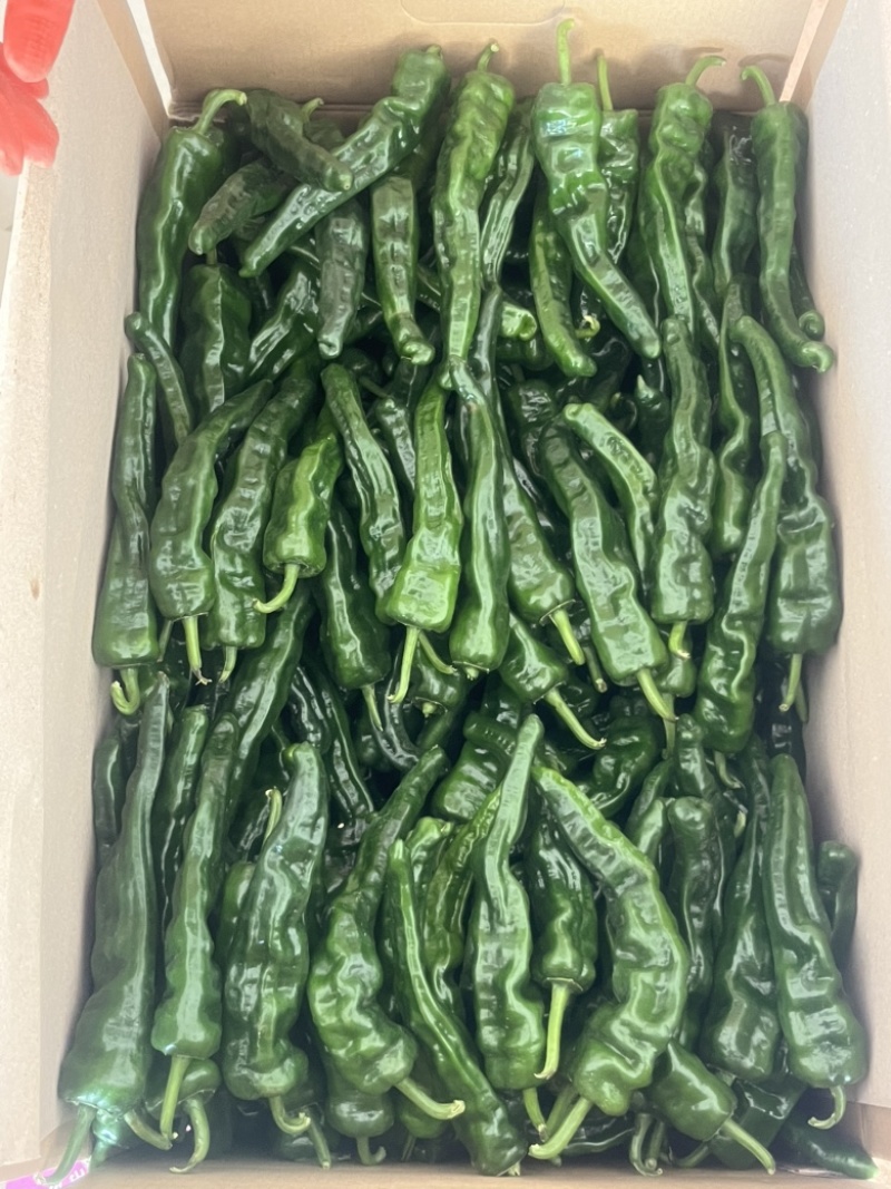 广东皱皮椒大量上市，全国供应，一手货源