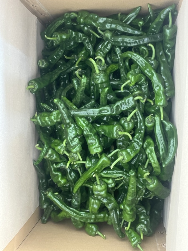广东皱皮椒大量上市，全国供应，一手货源
