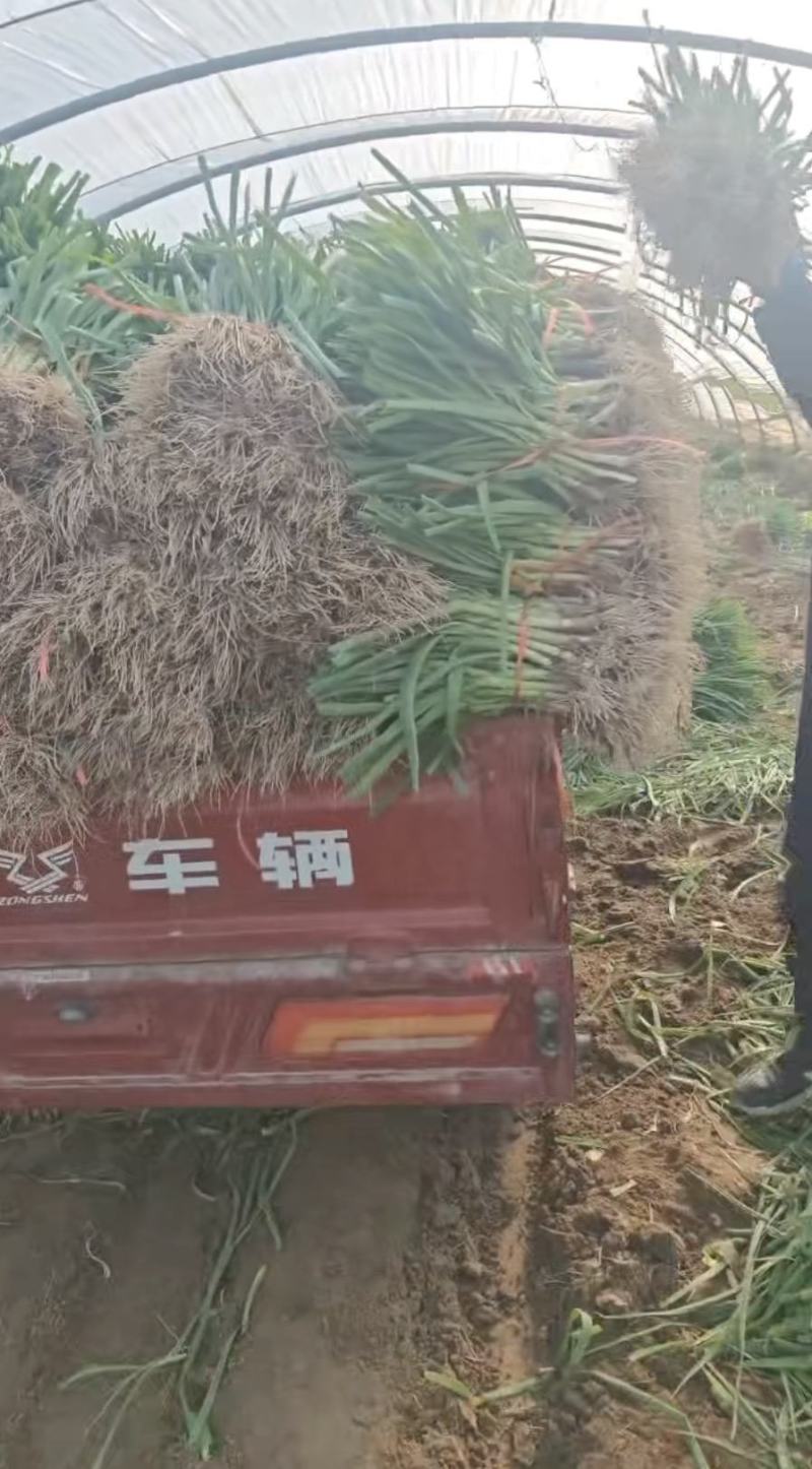 河南【大棚红根蒜苗】价格实惠全国发货量大从优