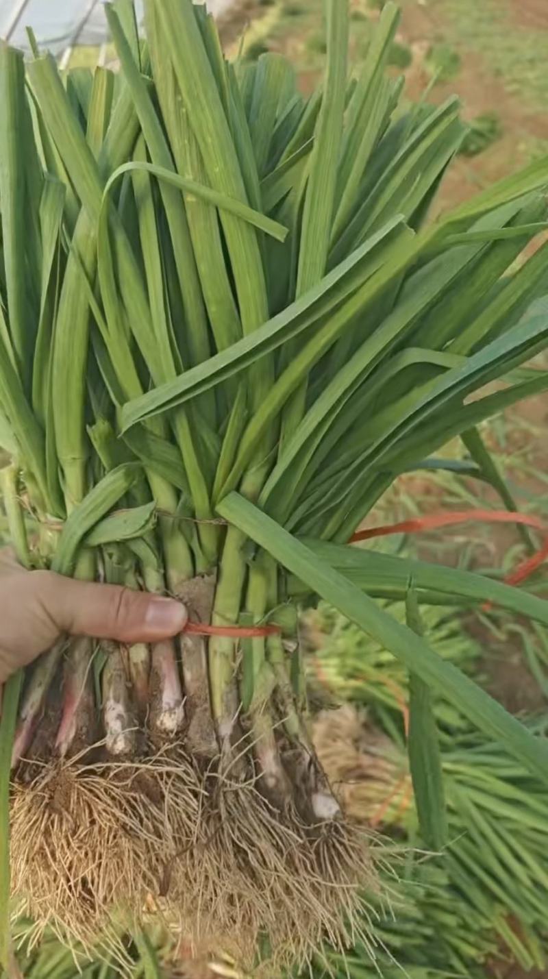 河南【大棚红根蒜苗】价格实惠全国发货量大从优