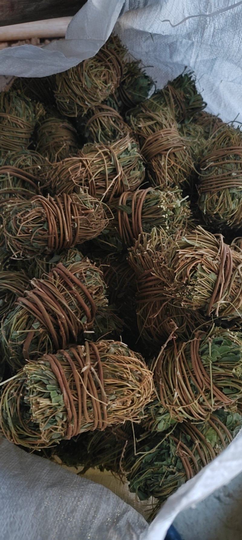 广西鸡骨草