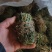 广西鸡骨草