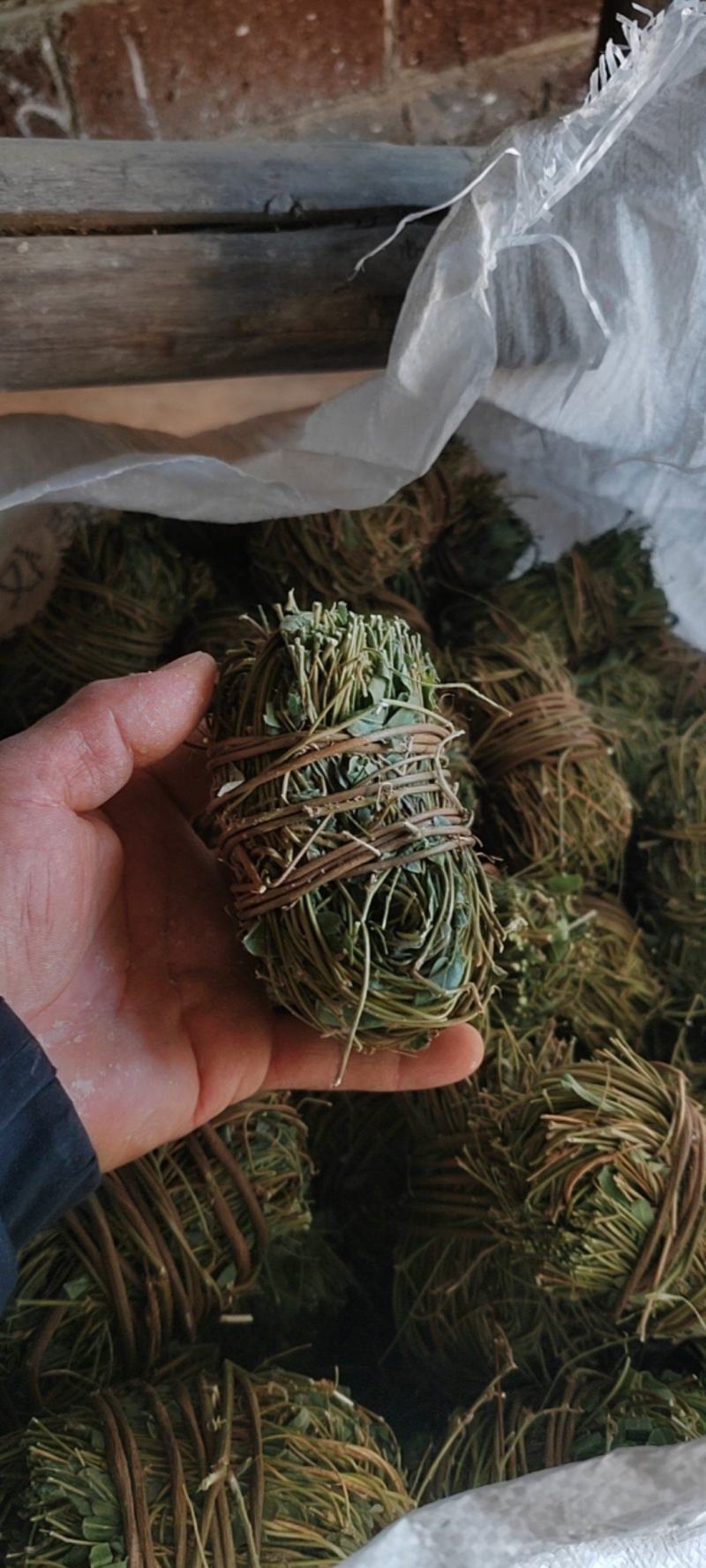 广西鸡骨草