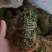 广西鸡骨草