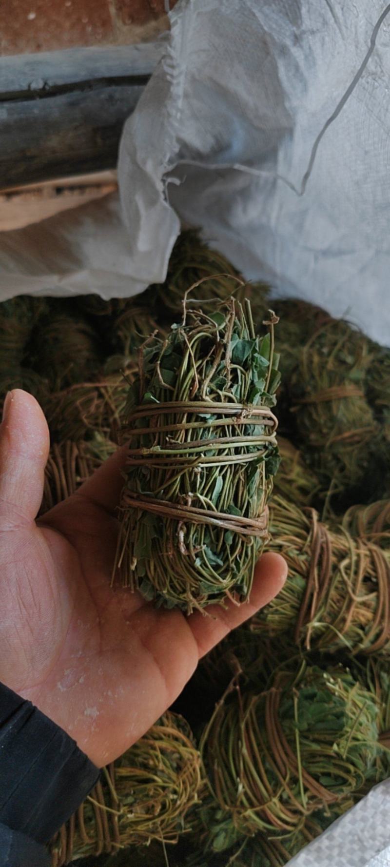 广西鸡骨草