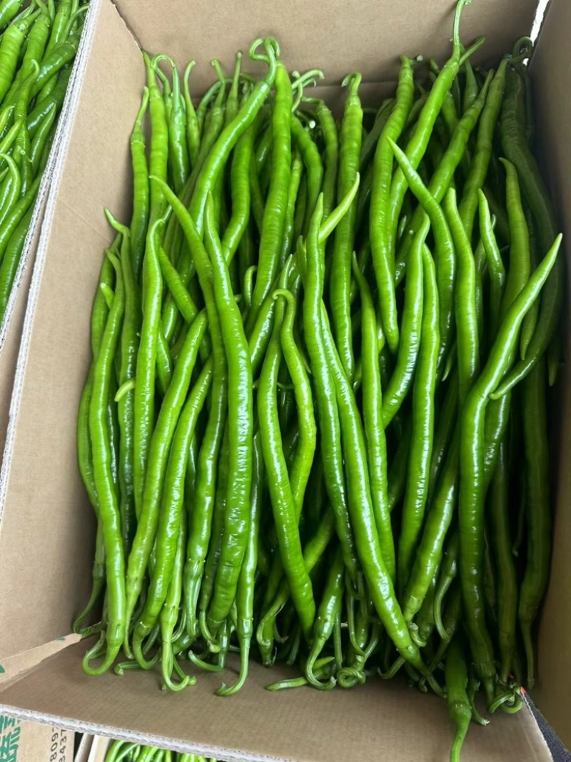 广东省英利镇辣椒代收中心