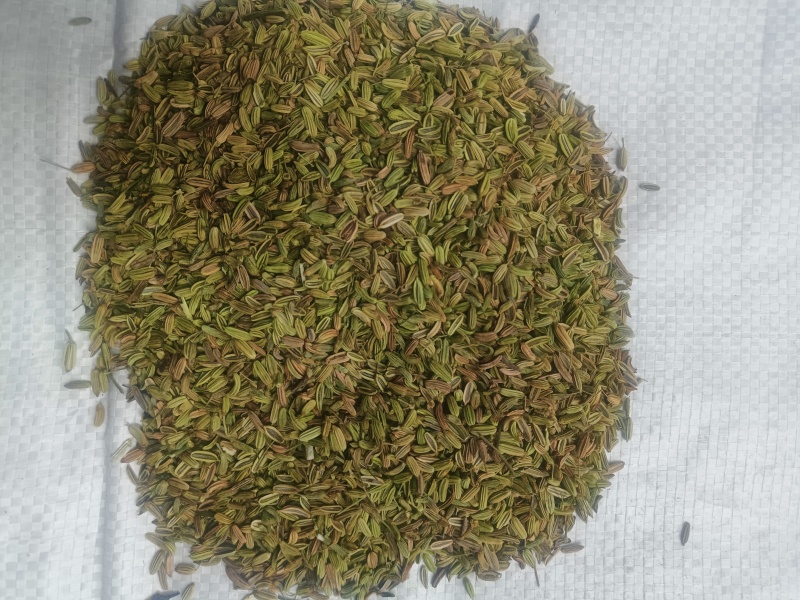 甘肃民勤小茴香，产地一手货源，专业代收，货源稳定