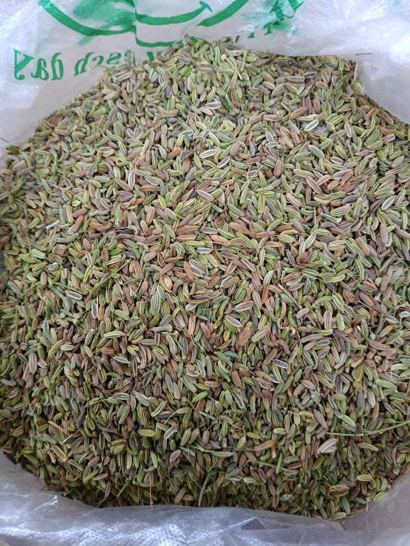 甘肃民勤小茴香，产地一手货源，专业代收，货源稳定