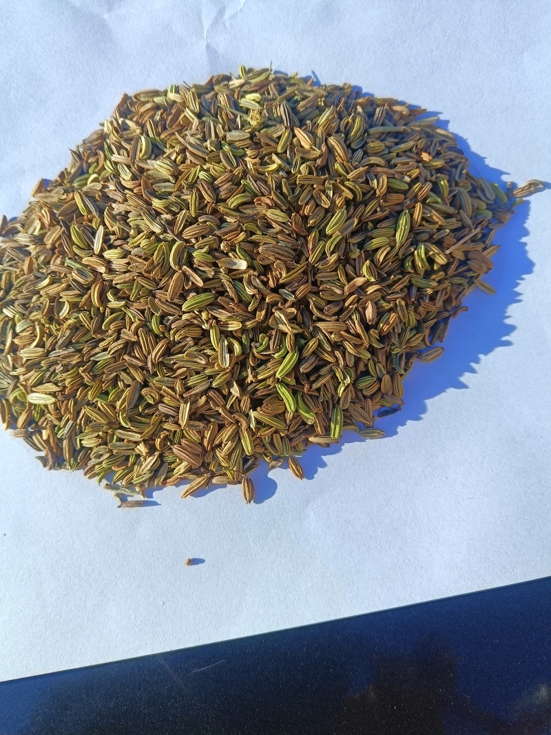 甘肃民勤小茴香，产地一手货源，专业代收，货源稳定