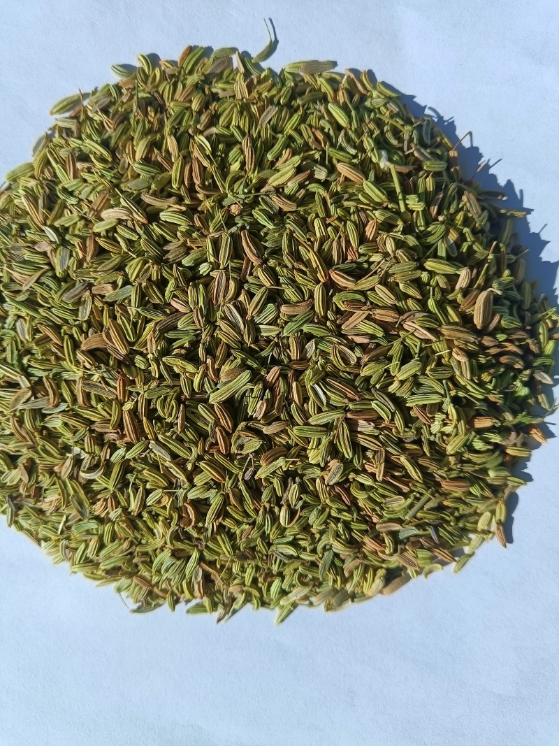 甘肃民勤小茴香，产地一手货源，专业代收，货源稳定