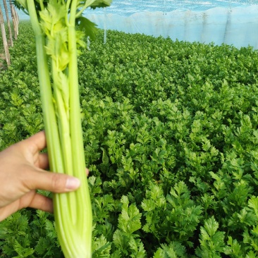 夏邑芹菜，基地直供，供应商超，批发市场档口，欢迎致电联系