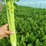 夏邑芹菜，基地直供，供应商超，批发市场档口，欢迎致电联系