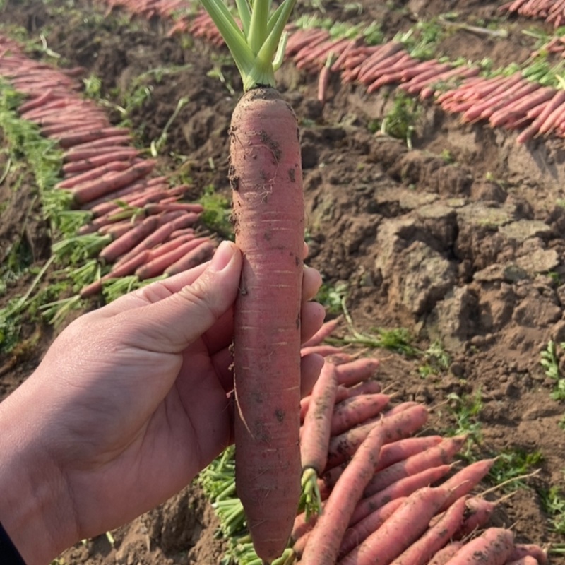 湖北荆州特产水果胡萝卜🥕