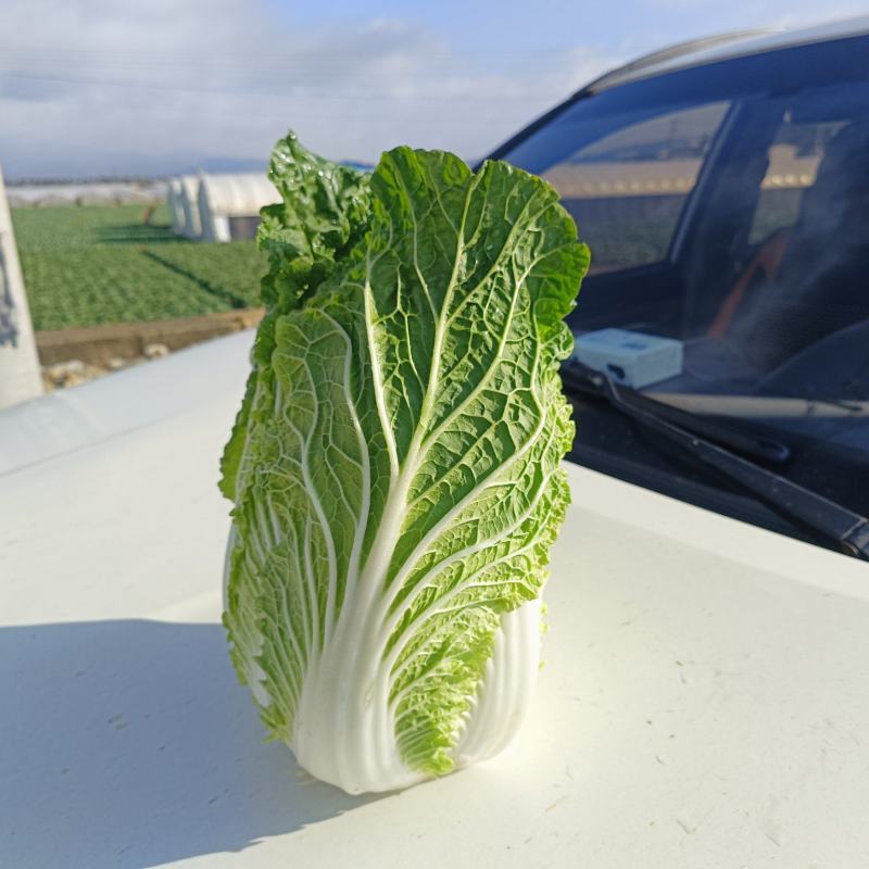 云南大白菜