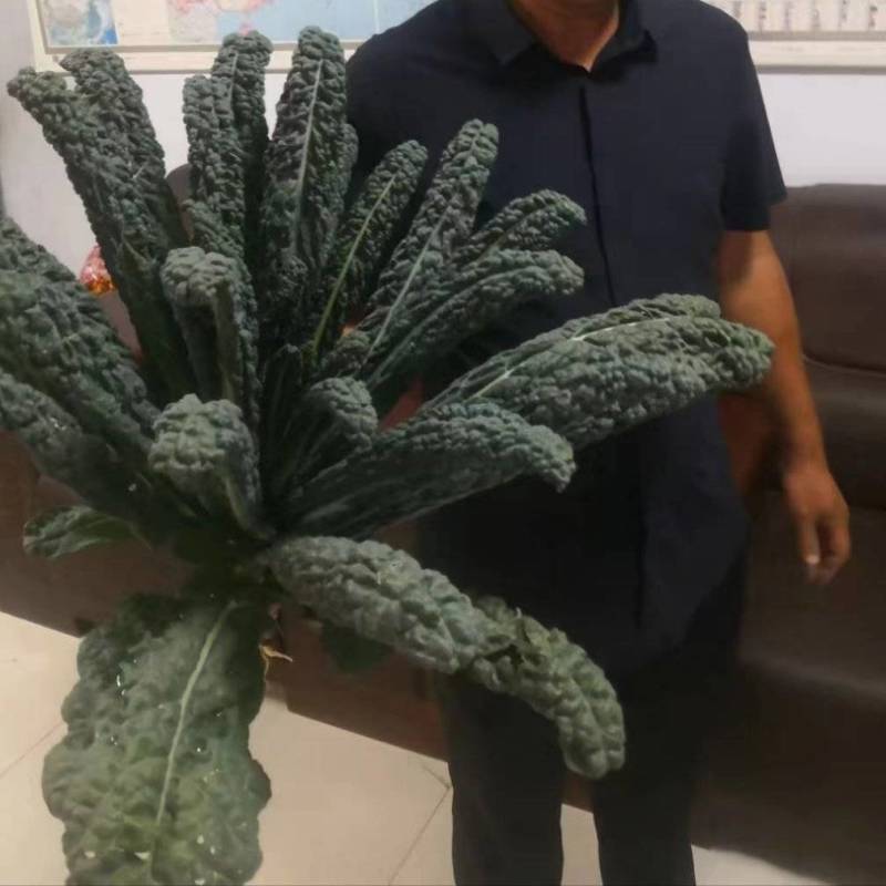 皱叶菜黑乌黑甘蓝种子皱叶甘蓝种籽脆嫩可口沙拉食用
