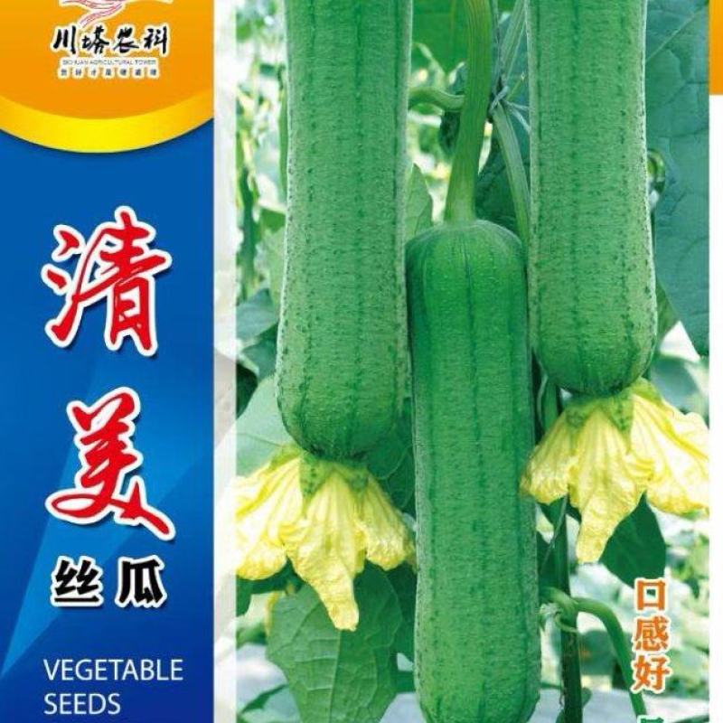 丝瓜种子清美早熟高产短棒肉丝瓜品种顺直商品性好