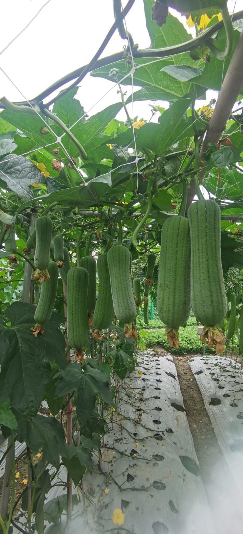 丝瓜种子清美早熟高产短棒肉丝瓜品种顺直商品性好