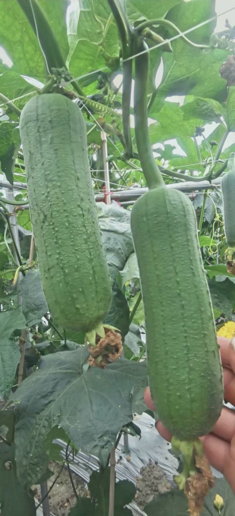 丝瓜种子清美早熟高产短棒肉丝瓜品种顺直商品性好