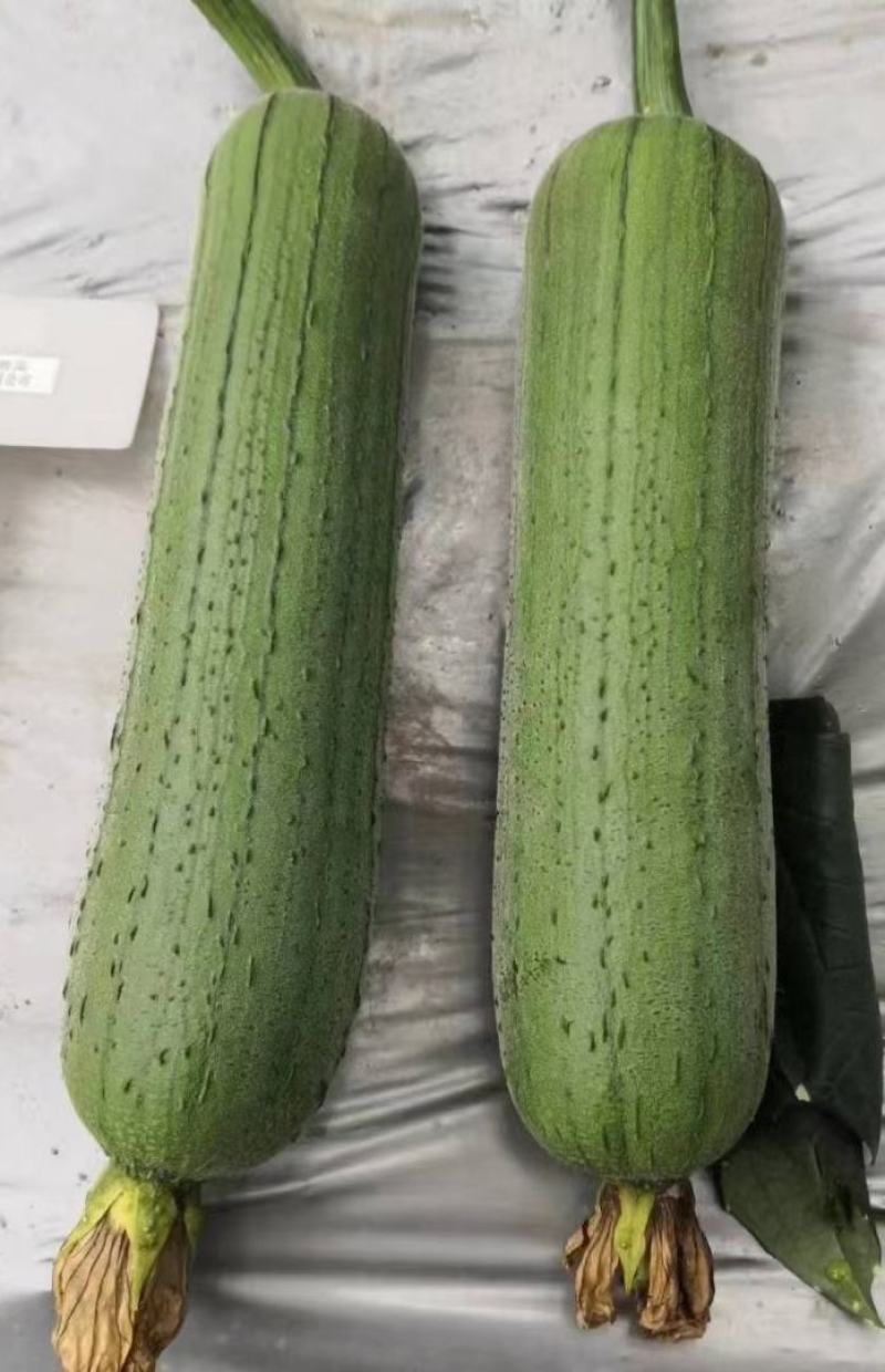 丝瓜种子清美早熟高产短棒肉丝瓜品种顺直商品性好