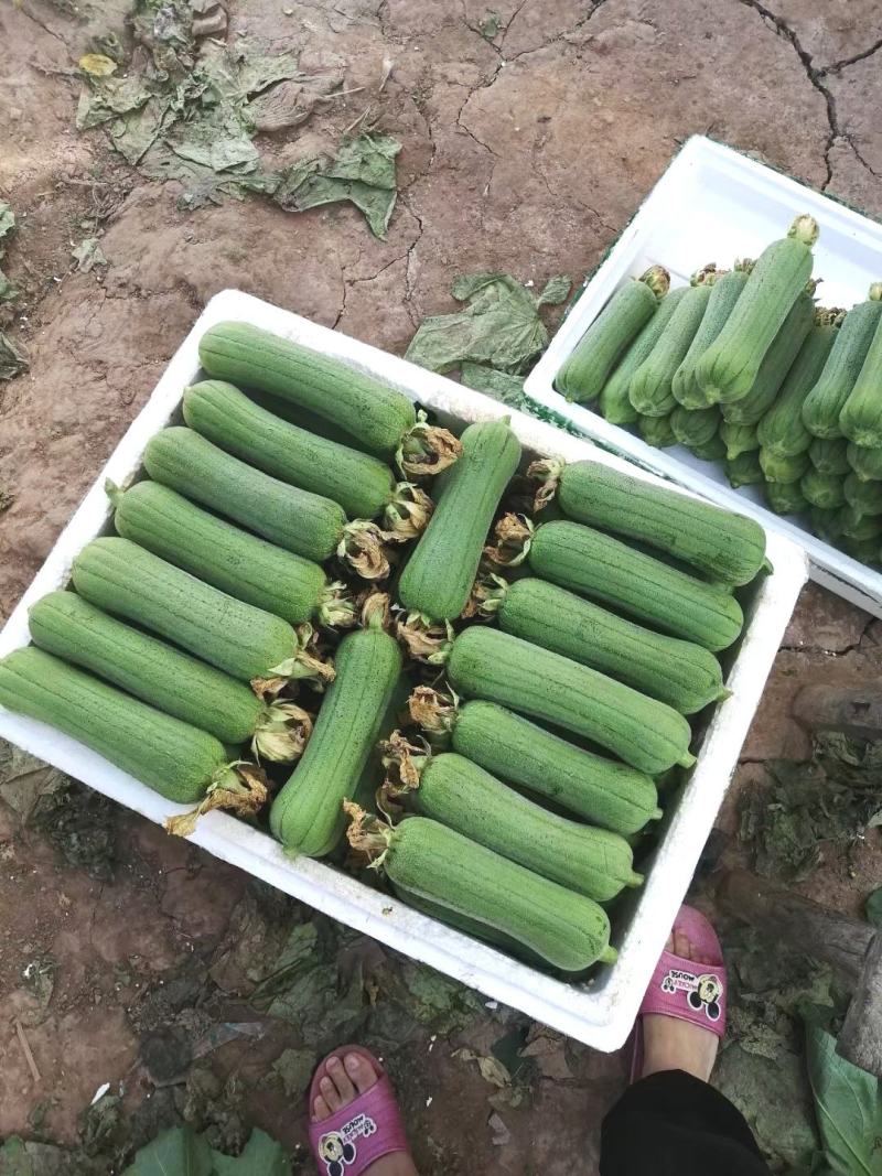 丝瓜种子清美早熟高产短棒肉丝瓜品种顺直商品性好