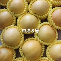 中油8号油桃苗