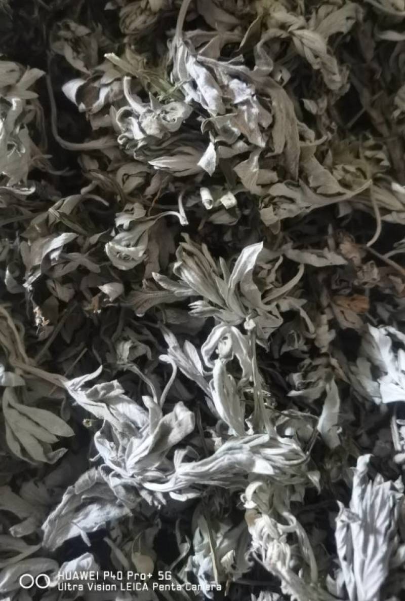 新鲜艾叶，天然无污染，药用价值高，家庭必备，助您健康生活！