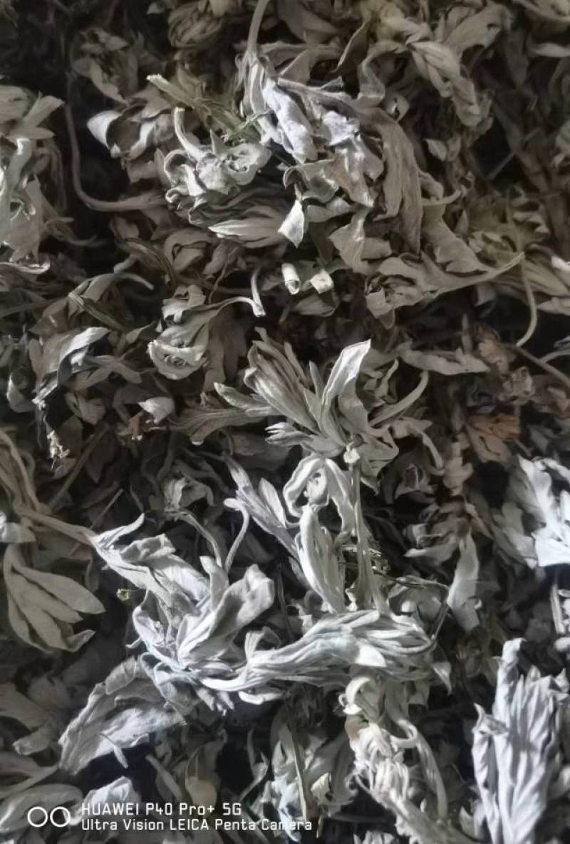 新鲜艾叶，天然无污染，药用价值高，家庭必备，助您健康生活！