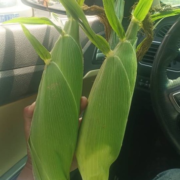 太阳花玉米🌽(▰˘◡˘▰)