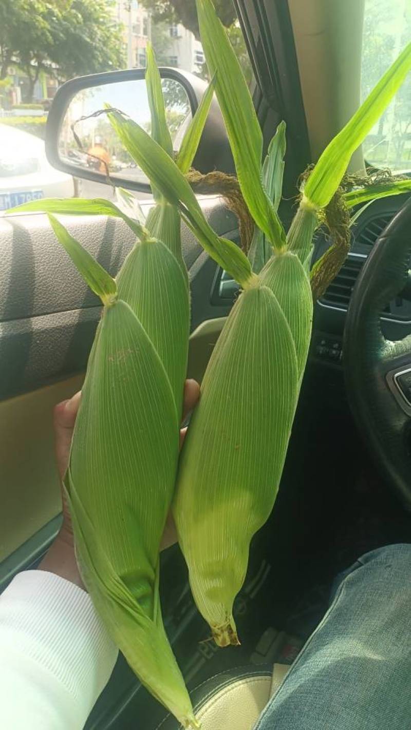 太阳花玉米🌽(▰˘◡˘▰)