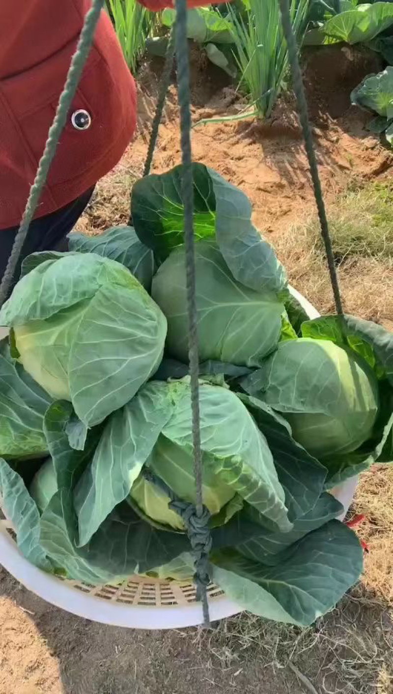 漳浦甘蓝圆包菜现已大量上市，产地直发一手货源充足。