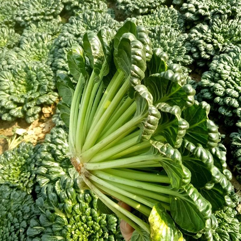 小八叶乌塌菜种子乌塔菜种子农家庭院阳台种植蔬菜种子