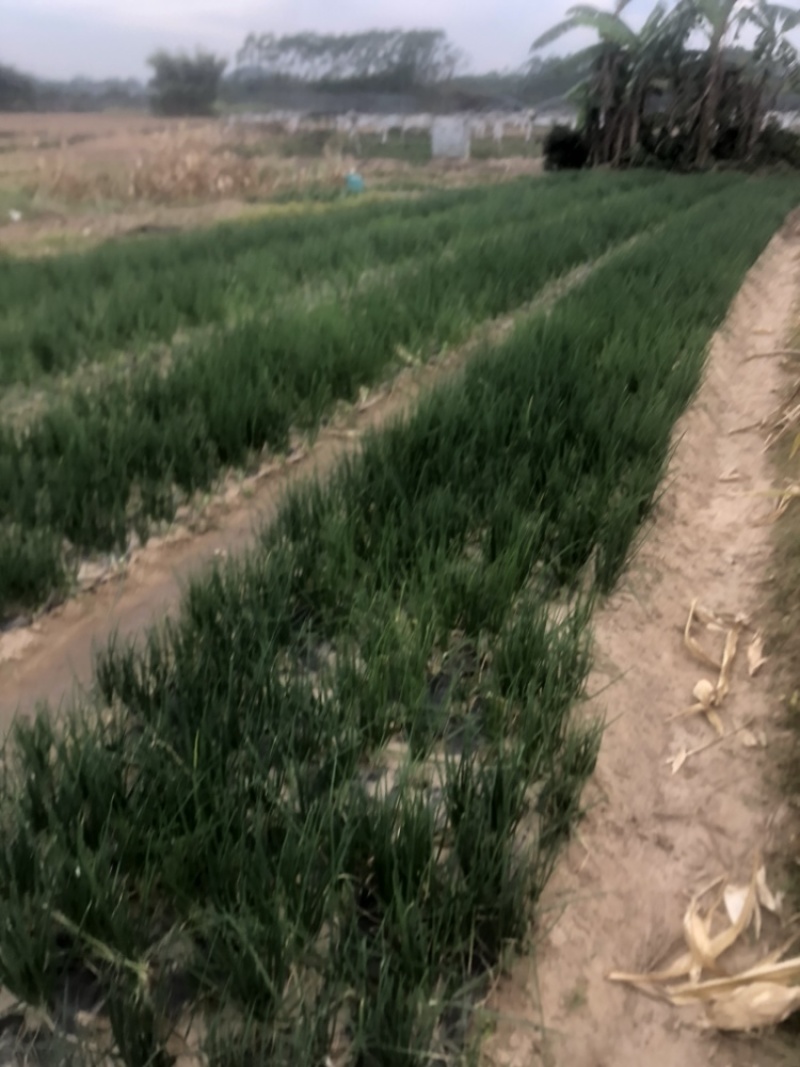 广西香葱批发原产地直发无蓝粉四季葱大头葱徐闻葱