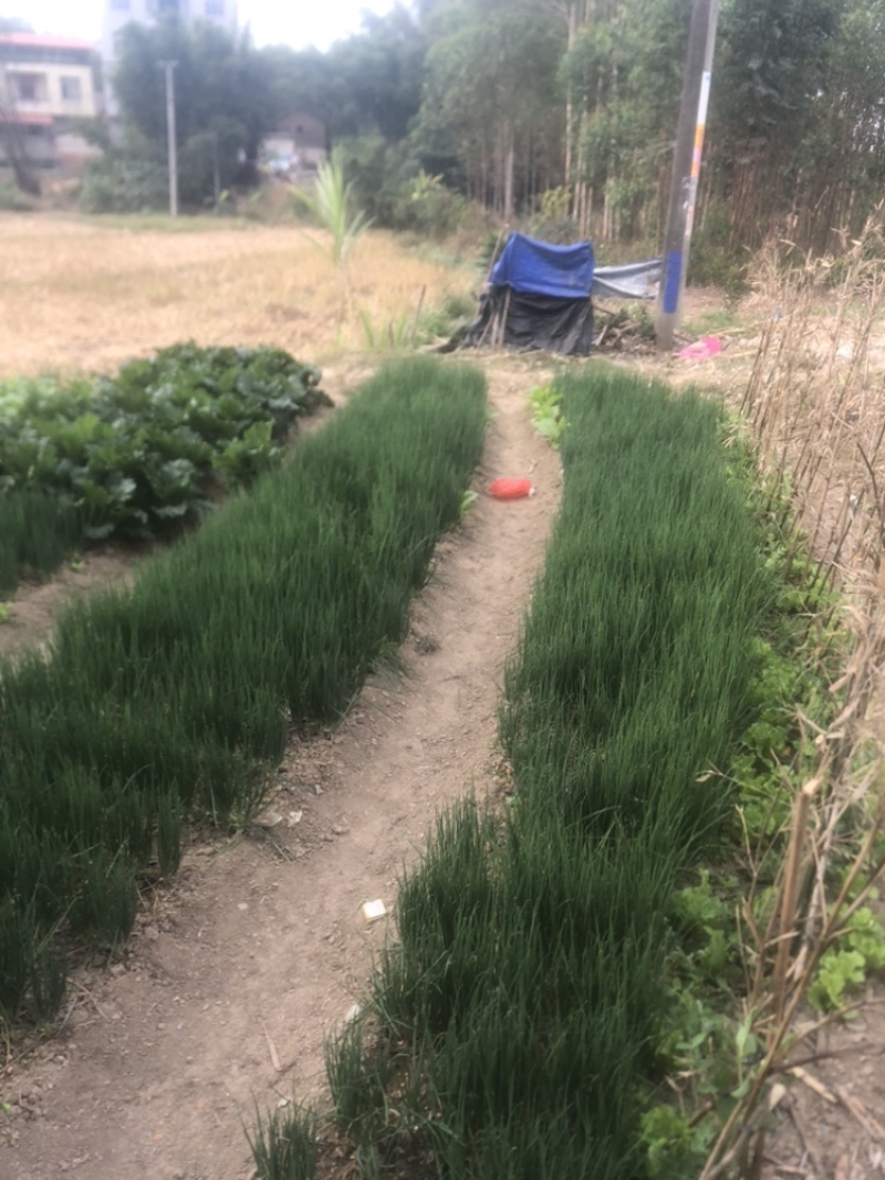广西香葱批发原产地直发无蓝粉四季葱大头葱徐闻葱