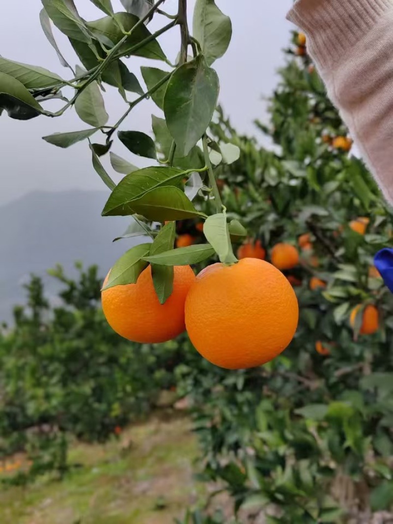 秭归脐橙果园直供，支持电商发货一件代发，价格优惠