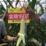 早熟大棒金糯1607甜糯玉米国审20200485