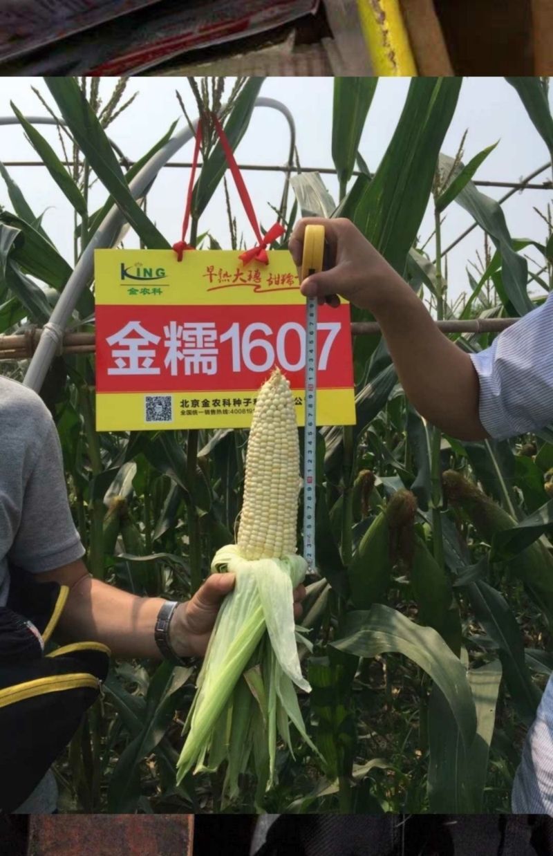 早熟大棒金糯1607甜糯玉米国审20200485